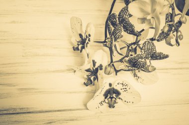 Ahşap beyaz zemin üzerine güzel çiçekler