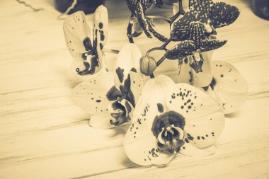 Ahşap beyaz zemin üzerine güzel çiçekler