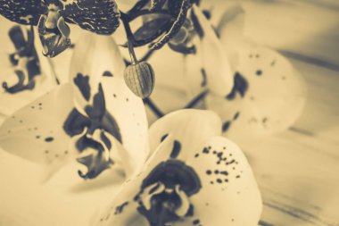 Ahşap arka plan üzerinde orkide