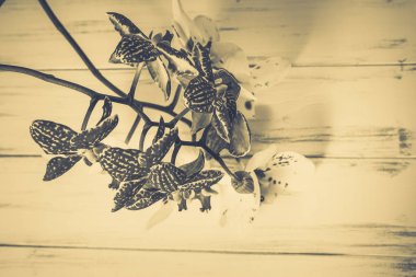 Ahşap beyaz zemin üzerine güzel çiçekler