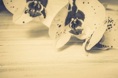 Ahşap arka plan üzerinde orkide