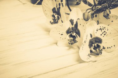 Ahşap beyaz zemin üzerine güzel çiçekler