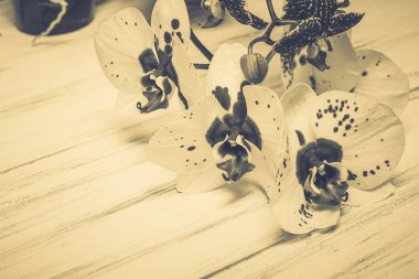 Ahşap beyaz zemin üzerine güzel çiçekler