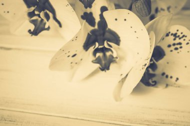 Ahşap arka plan üzerinde orkide