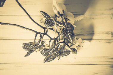 Ahşap beyaz zemin üzerine güzel çiçekler