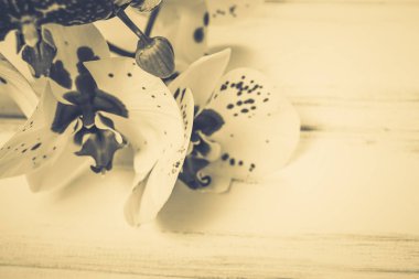 Ahşap arka plan üzerinde orkide