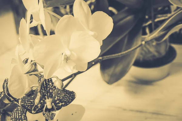 Schöne Blumen Auf Weißem Holzgrund — Stockfoto