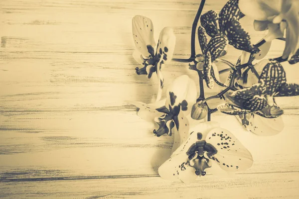 Ahşap beyaz zemin üzerine güzel çiçekler