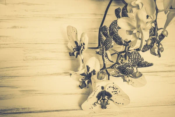 Ahşap beyaz zemin üzerine güzel çiçekler