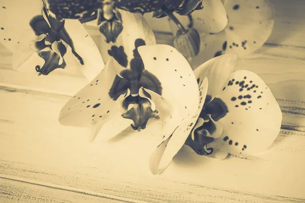 Ahşap arka plan üzerinde orkide