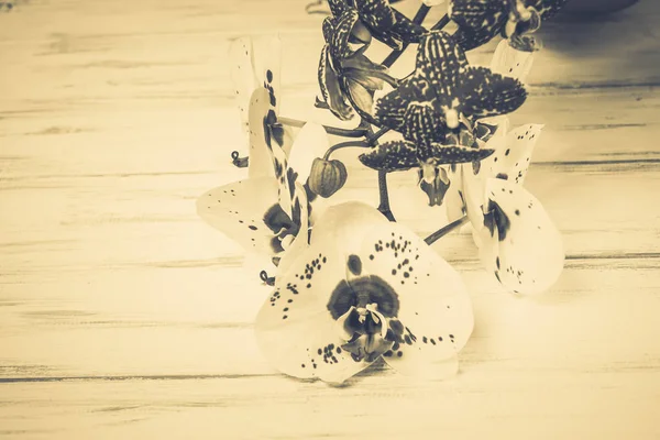 Ahşap arka plan üzerinde orkide