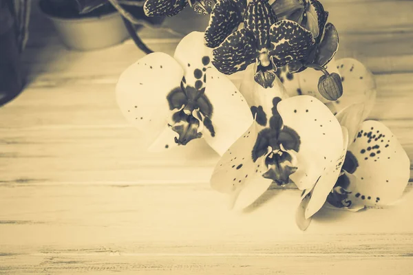 Ahşap arka plan üzerinde orkide
