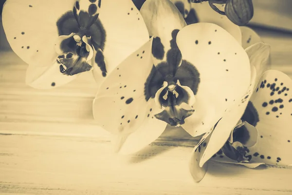 Orkidéer Trä Bakgrund — Stockfoto