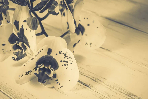 Ahşap arka plan üzerinde orkide