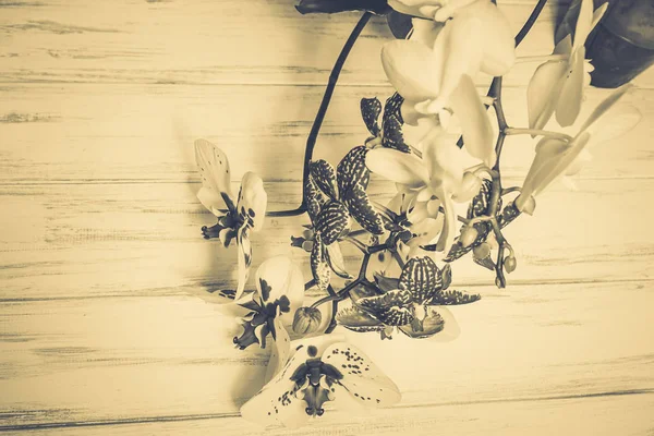 Vackra Blommor Trä Vit Bakgrund — Stockfoto