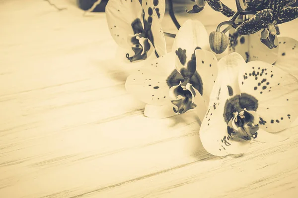 Ahşap beyaz zemin üzerine güzel çiçekler