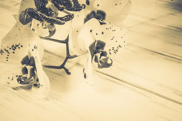 Ahşap beyaz zemin üzerine güzel çiçekler