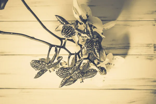 Ahşap beyaz zemin üzerine güzel çiçekler