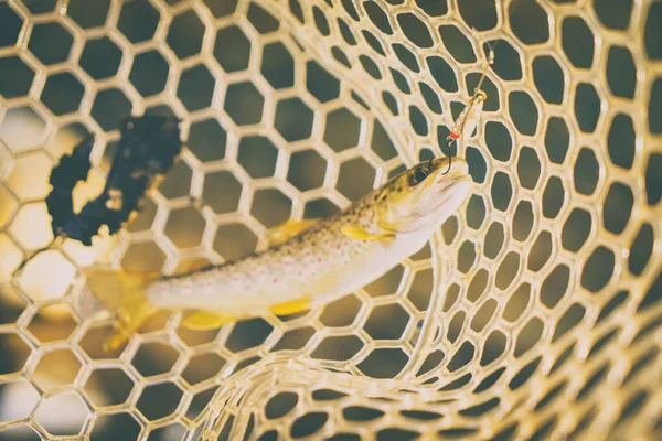 Trota Pescata Pescatore — Foto Stock