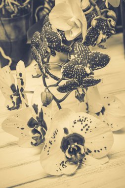 Ahşap beyaz zemin üzerine güzel çiçekler