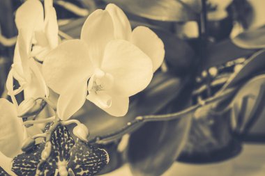 Ahşap beyaz zemin üzerine güzel çiçekler