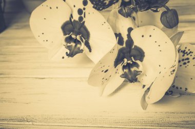 Ahşap arka plan üzerinde orkide