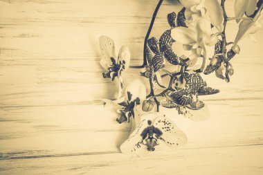 Ahşap beyaz zemin üzerine güzel çiçekler