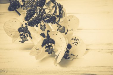 Ahşap arka plan üzerinde orkide