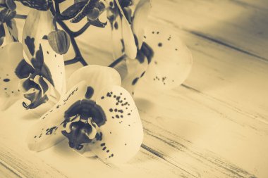 Ahşap arka plan üzerinde orkide