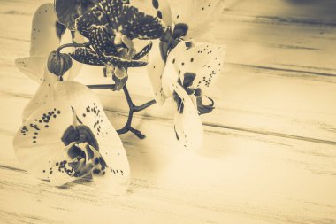 Ahşap beyaz zemin üzerine güzel çiçekler