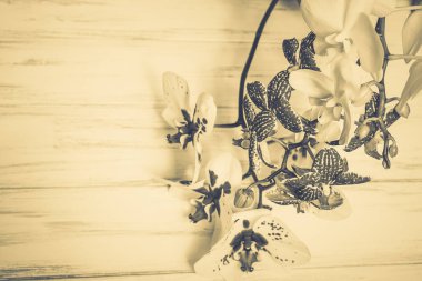 Ahşap beyaz zemin üzerine güzel çiçekler