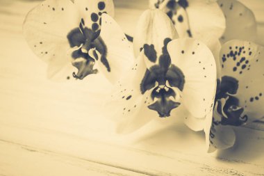 Ahşap beyaz zemin üzerine güzel çiçekler