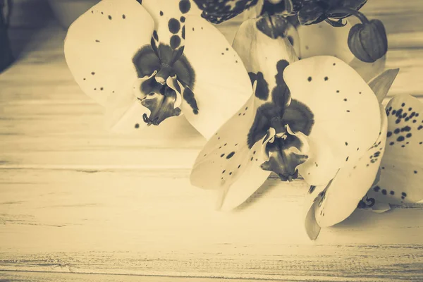Ahşap arka plan üzerinde orkide