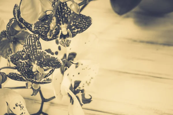 Ahşap beyaz zemin üzerine güzel çiçekler