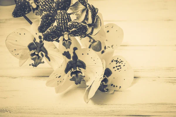 Ahşap arka plan üzerinde orkide