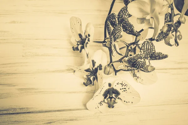 美丽的花朵 木制的白色背景上 — 图库照片