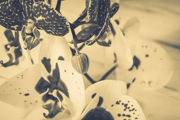 Orquídeas Fundo Madeira — Fotografia de Stock