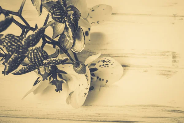 在一个木制的背景上的兰花 — 图库照片