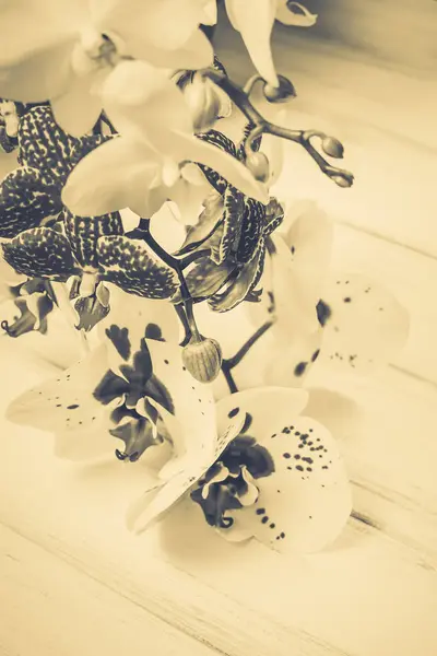 Ahşap beyaz zemin üzerine güzel çiçekler