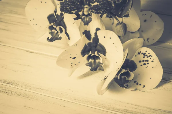 Όμορφα Λουλούδια Ξύλινο Λευκό Φόντο — Φωτογραφία Αρχείου