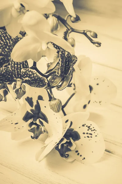 Ahşap beyaz zemin üzerine güzel çiçekler