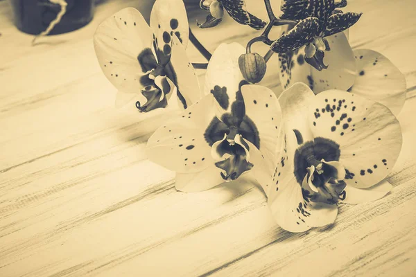 Ahşap beyaz zemin üzerine güzel çiçekler