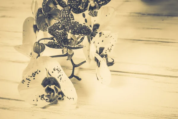 Όμορφα Λουλούδια Ξύλινο Λευκό Φόντο — Φωτογραφία Αρχείου