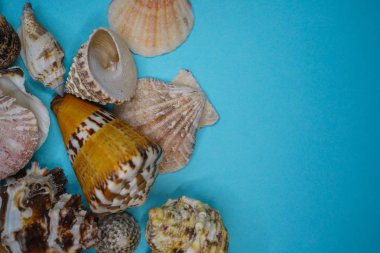 Arka plan mavi bir arka plan üzerinde deniz kabukları
