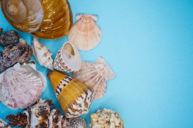 Arka plan mavi bir arka plan üzerinde deniz kabukları