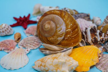 Arka plan mavi bir arka plan üzerinde deniz kabukları