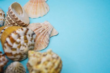 Arka plan mavi bir arka plan üzerinde deniz kabukları