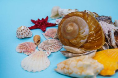 Arka plan mavi bir arka plan üzerinde deniz kabukları