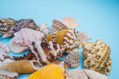 Arka plan mavi bir arka plan üzerinde deniz kabukları