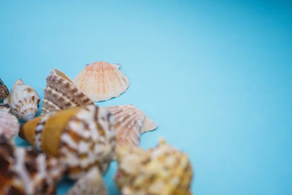 Fondo Conchas Marinas Sobre Fondo Azul —  Fotos de Stock